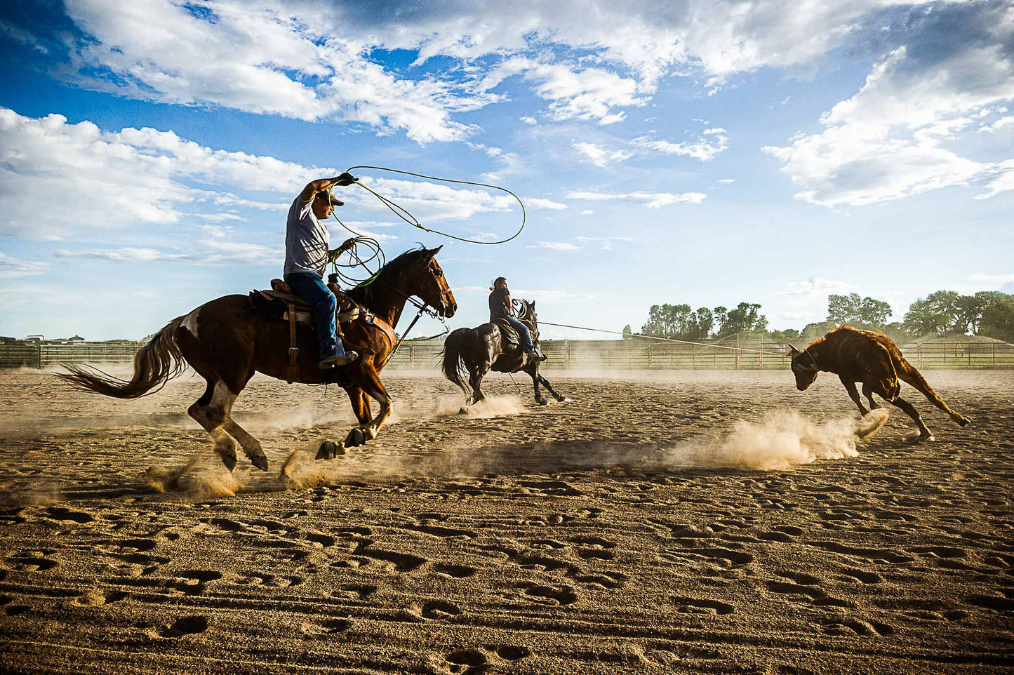 Cattle Roping #1