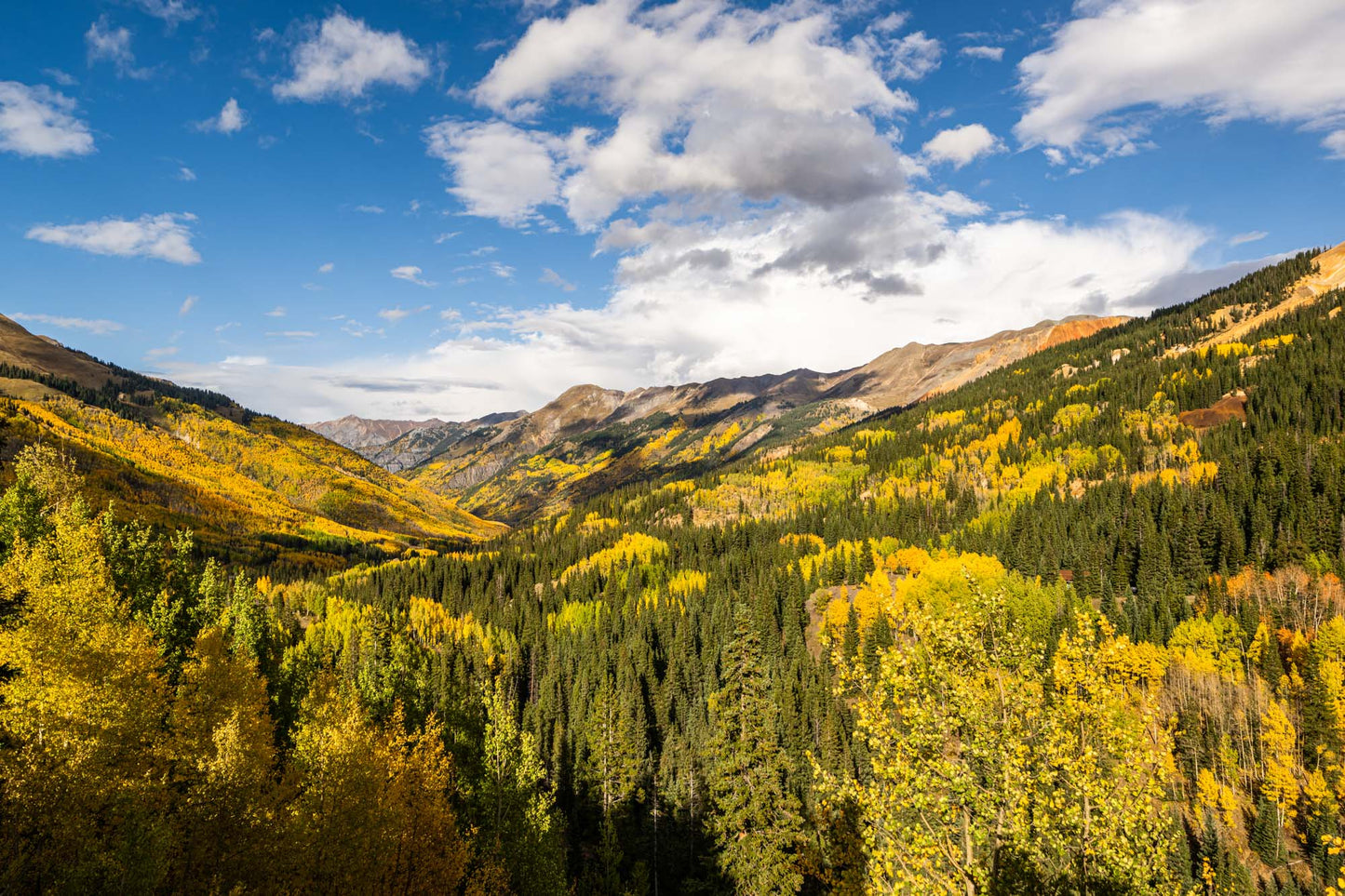 Red Mountain Aspens
