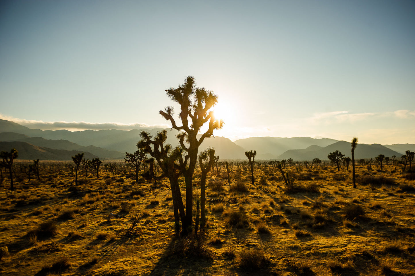 Joshua Tree Golden Hour