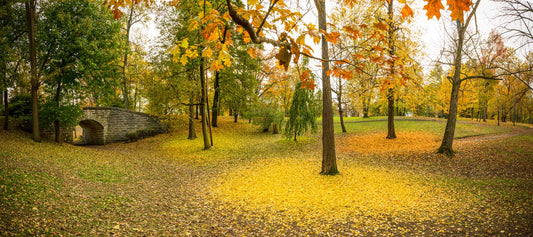 Fall In Delaware Park