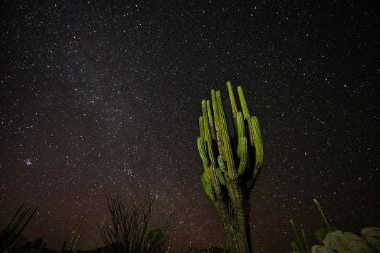 Baja Cardón Stars