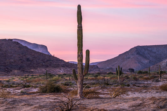 Baja Cardón