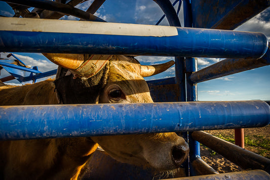 Cattle Roping #5