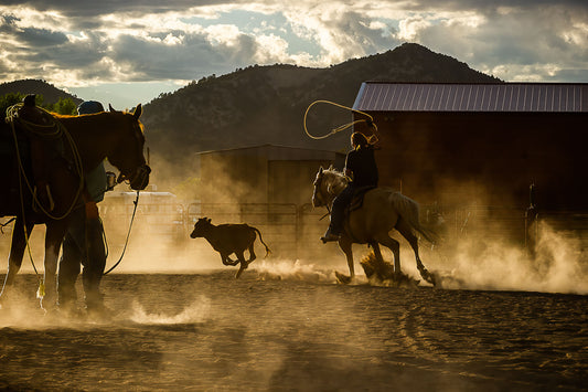 Cattle Roping #7