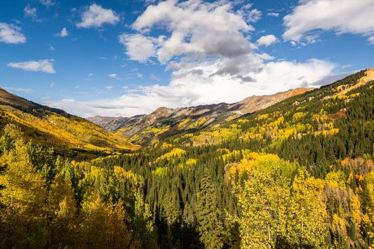 Red Mountain Aspens