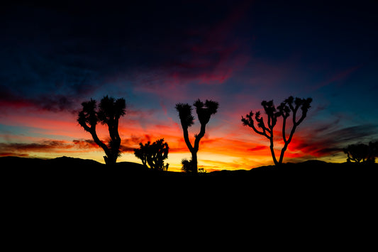 Joshua Tree Sunset